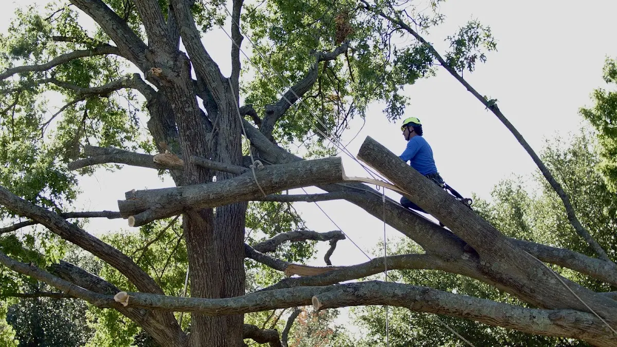 Professional Crown Thinning performed by certified arborists in Sauquoit